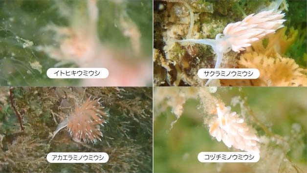 生き物調査動画撮影